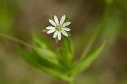 David Plant Photography - Wildlife Photography - Greater chickweed - B