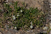 David Plant Photography - Wildlife Photography - Greater sea-spurrey - B