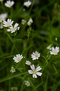 David Plant Photography - Wildlife Photography - Greater stitchwort - C
