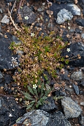 David Plant Photography - Wildlife Photography - Heath pearlwort - A