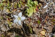 David Plant Photography - Wildlife Photography - Heath pearlwort - C
