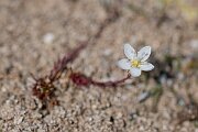David Plant Photography - Wildlife Photography - Heath pearlwort - D