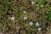 David Plant Photography - Wildlife Photography - Knotted pearlwort - B