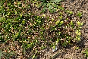 David Plant Photography - Wildlife Photography - Lesser chickweed - A