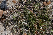 David Plant Photography - Wildlife Photography - Lesser sea-spurrey - A
