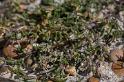 David Plant Photography - Wildlife Photography - Lesser sea-spurrey - B