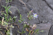 David Plant Photography - Wildlife Photography - Lesser sea-spurrey - C
