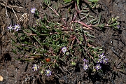 David Plant Photography - Wildlife Photography - Lesser sea-spurrey - E
