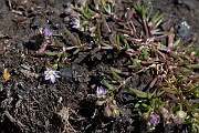 David Plant Photography - Wildlife Photography - Lesser sea-spurrey - F
