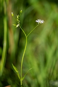David Plant Photography - Wildlife Photography - Lesser stitchwort - B