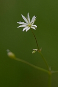 David Plant Photography - Wildlife Photography - Lesser stitchwort - D