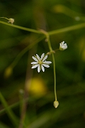 David Plant Photography - Wildlife Photography - Lesser stitchwort - E