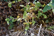 David Plant Photography - Wildlife Photography - Little mouse-ear - A