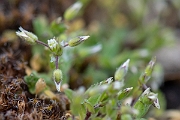 David Plant Photography - Wildlife Photography - Little mouse-ear - B