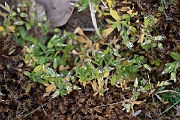 David Plant Photography - Wildlife Photography - Little mouse-ear - C