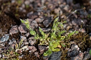 David Plant Photography - Wildlife Photography - Little mouse-ear - D