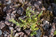 David Plant Photography - Wildlife Photography - Little mouse-ear - E