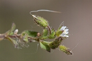 David Plant Photography - Wildlife Photography - Little mouse-ear - F
