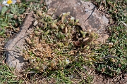 David Plant Photography - Wildlife Photography - Little mouse-ear - G