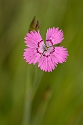 David Plant Photography - Wildlife Photography - Maiden pink - B