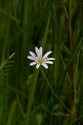David Plant Photography - Wildlife Photography - Marsh stitchwort - C