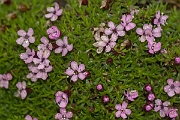 David Plant Photography - Wildlife Photography - Moss campion - A