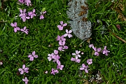David Plant Photography - Wildlife Photography - Moss campion - D