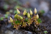 David Plant Photography - Wildlife Photography - Mountain sandwort - B