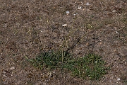 David Plant Photography - Wildlife Photography - Nottingham catchfly - A
