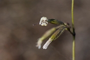 David Plant Photography - Wildlife Photography - Nottingham catchfly - B