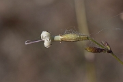 David Plant Photography - Wildlife Photography - Nottingham catchfly - D