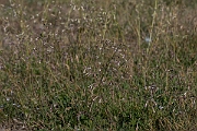 David Plant Photography - Wildlife Photography - Nottingham catchfly - E