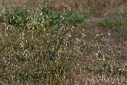 David Plant Photography - Wildlife Photography - Nottingham catchfly - F