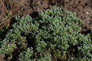 David Plant Photography - Wildlife Photography - Perennial knawel - A