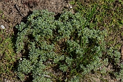 David Plant Photography - Wildlife Photography - Perennial knawel - B