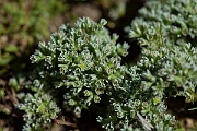 David Plant Photography - Wildlife Photography - Perennial knawel - C