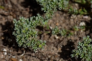 David Plant Photography - Wildlife Photography - Perennial knawel - D
