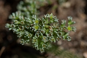 David Plant Photography - Wildlife Photography - Perennial knawel - E