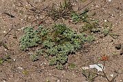 David Plant Photography - Wildlife Photography - Perennial knawel - F