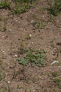 David Plant Photography - Wildlife Photography - Perennial knawel - G