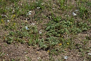 David Plant Photography - Wildlife Photography - Perennial knawel - I