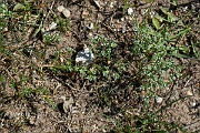 David Plant Photography - Wildlife Photography - Perennial knawel - J