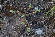 David Plant Photography - Wildlife Photography - Perennial knawel - L