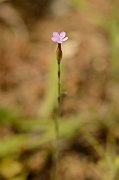 David Plant Photography - Wildlife Photography - Proliferous pink - A