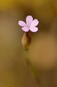 David Plant Photography - Wildlife Photography - Proliferous pink - B