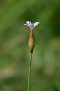 David Plant Photography - Wildlife Photography - Proliferous pink - C