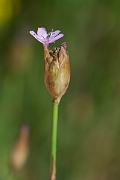David Plant Photography - Wildlife Photography - Proliferous pink - D
