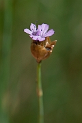 David Plant Photography - Wildlife Photography - Proliferous pink - E