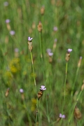 David Plant Photography - Wildlife Photography - Proliferous pink - F