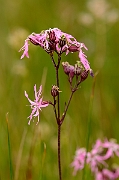 David Plant Photography - Wildlife Photography - Ragged robin - A